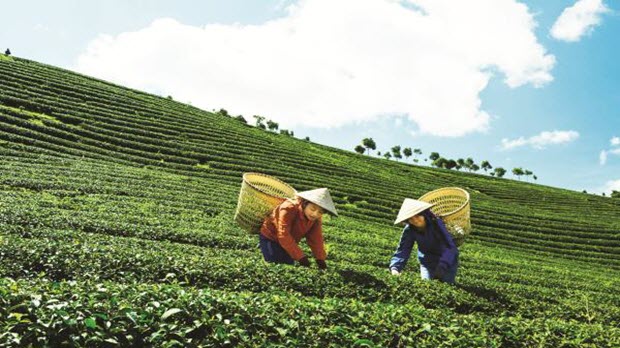   Xuất khẩu chè khởi sắc